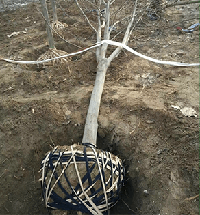 月(yuè)季運輸-1