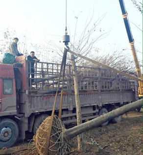 月(yuè)季運輸-2