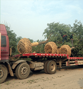 月(yuè)季運輸-4