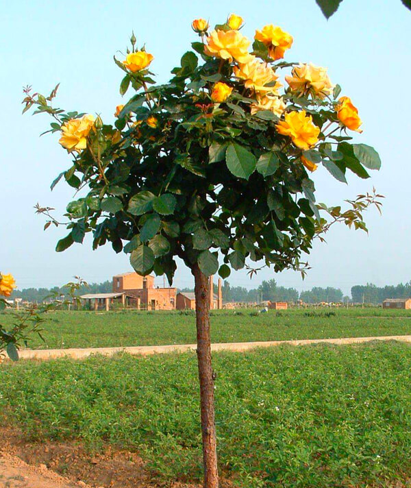 樹(shù)狀月(yuè)季