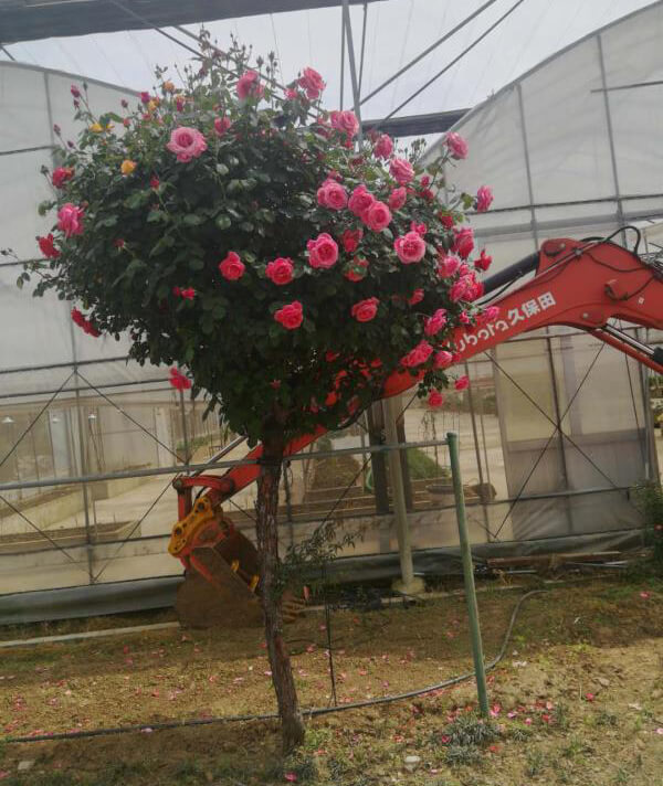 樹(shù)狀月(yuè)季