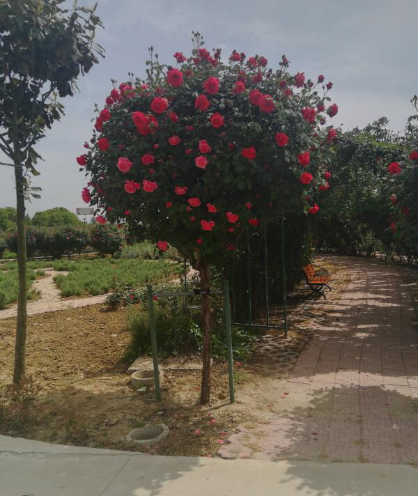 樹(shù)狀月(yuè)季