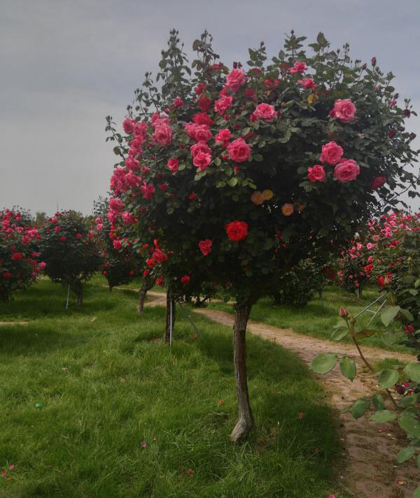 樹(shù)狀月(yuè)季