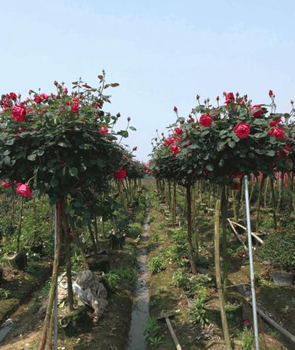 樹(shù)狀月(yuè)季