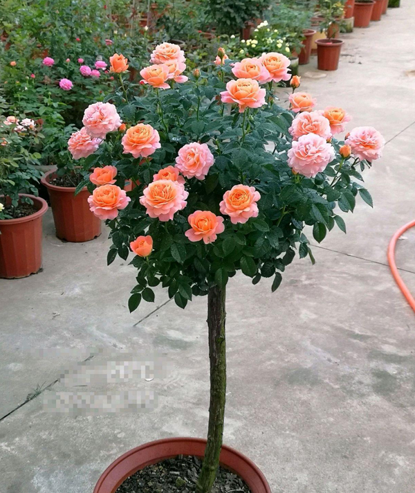 棒棒糖月(yuè)季