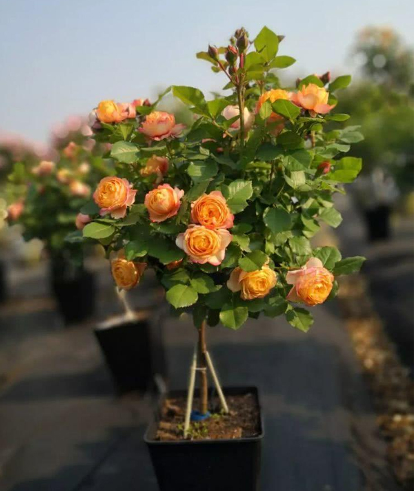 棒棒糖月(yuè)季