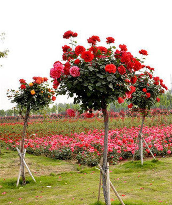 棒棒糖月(yuè)季